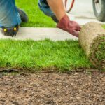 How to Choose the Best Sod for Your Climate and Soil