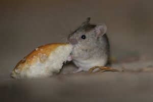Complete Guide to Choosing the Right Rat Control Products for Commercial Properties